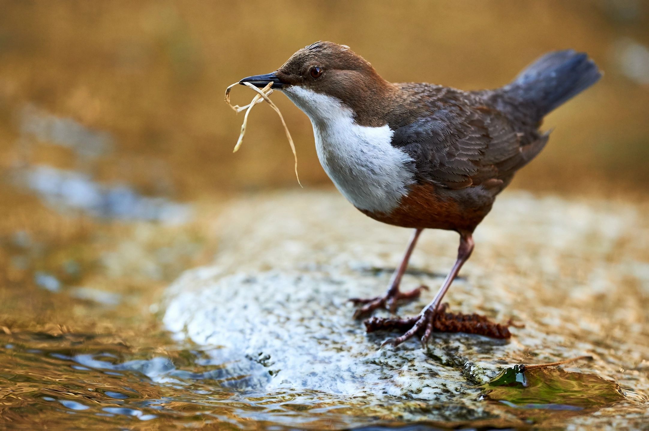 bird with grass in mouth